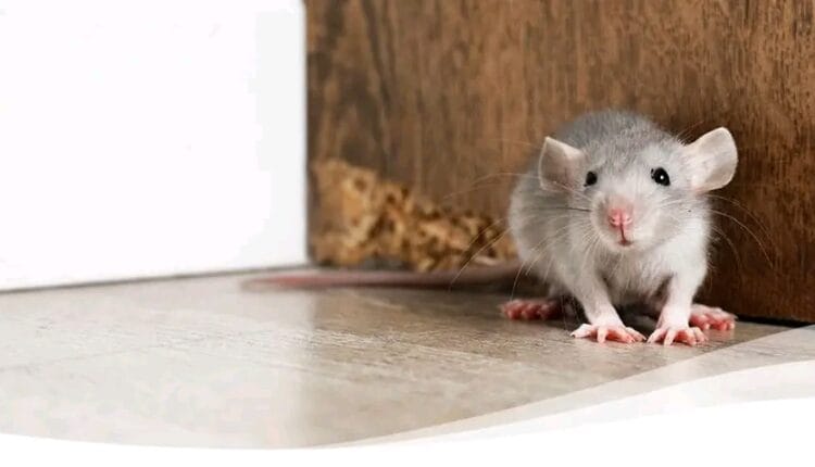 Mice Infestation Hits Old Trafford: Manchester United Given Two-Star Hygiene Rating